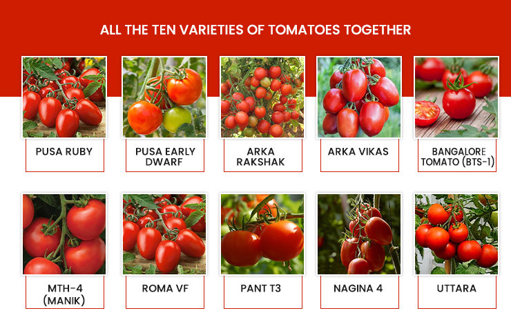 Tomato Variеtiеs In India 