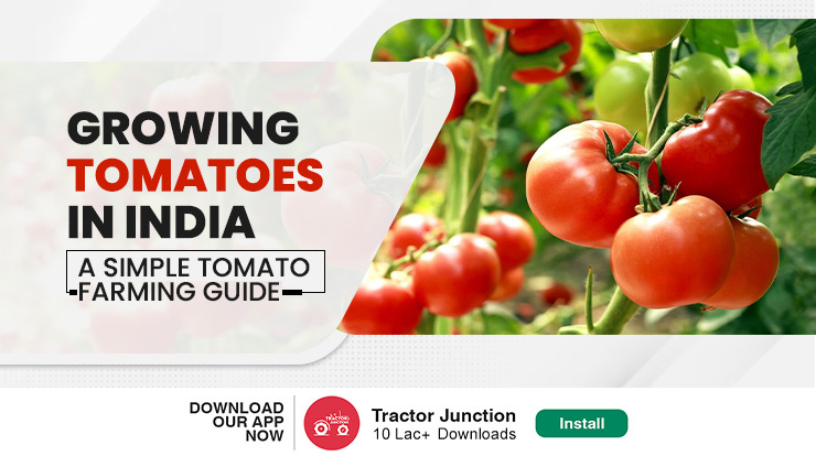 Tomato Farming in India