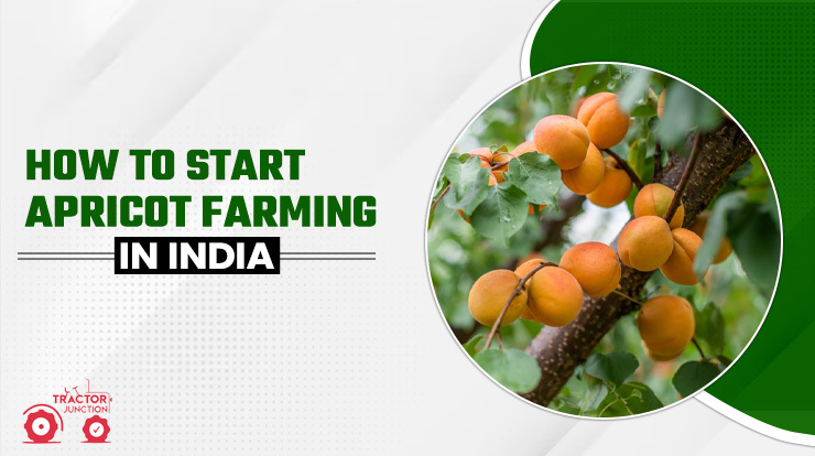 How To Start Apricot Farming In India