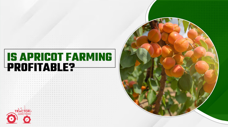 Is Apricot Farming Profitable
