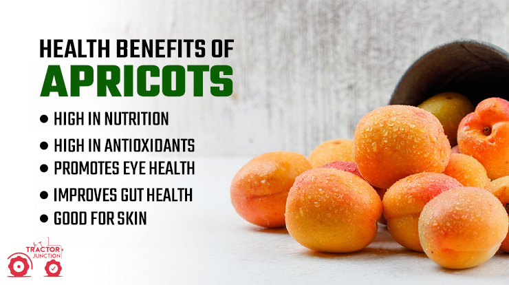 Health Benefits Of Apricots 