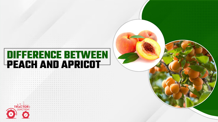 Difference Between Peach And Apricot