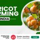 Apricot Farming In India
