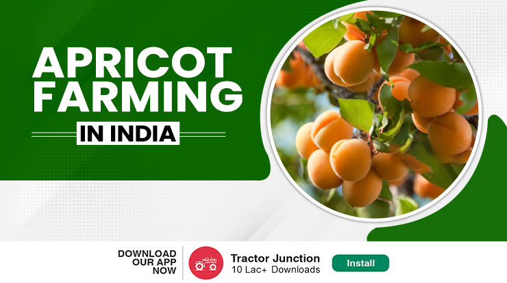 Apricot Farming In India