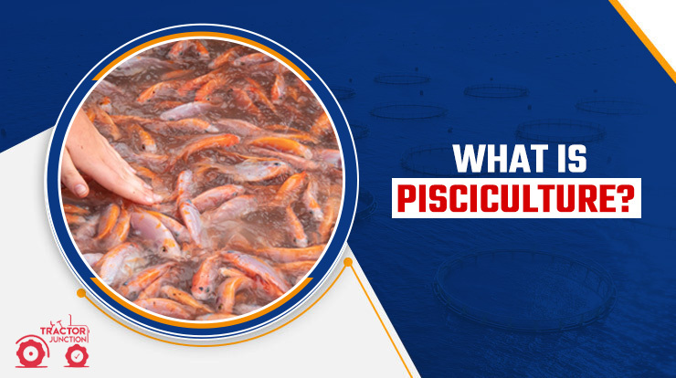 What is Pisciculture?