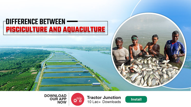 What is the Difference Between Pisciculture and Aquaculture?