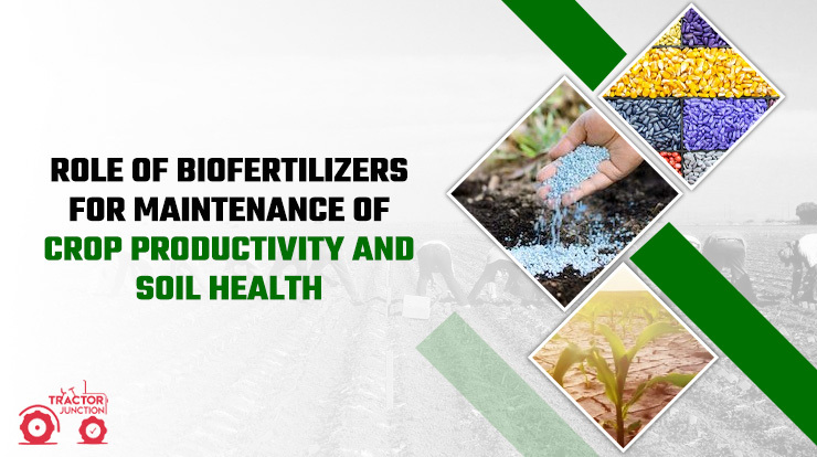 Role of biofertilizers for maintenance of crop productivity and soil health