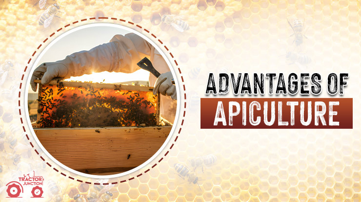 Advantages of Apiculture