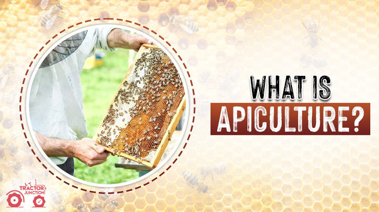 What is Apiculture?