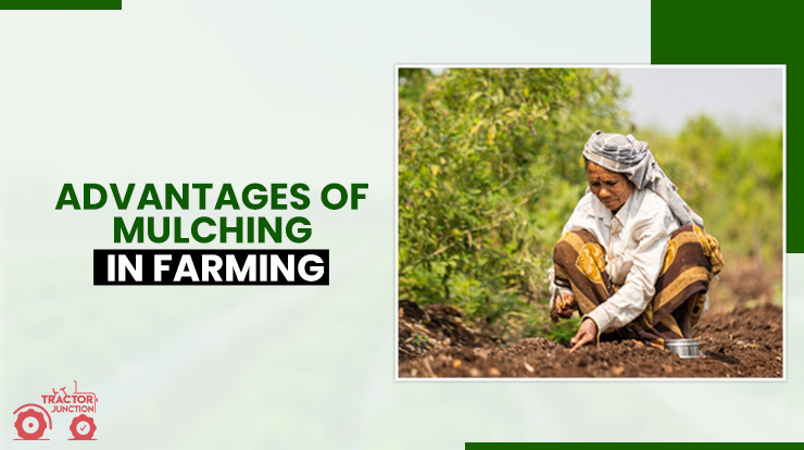 Advantages of Mulching in Farming