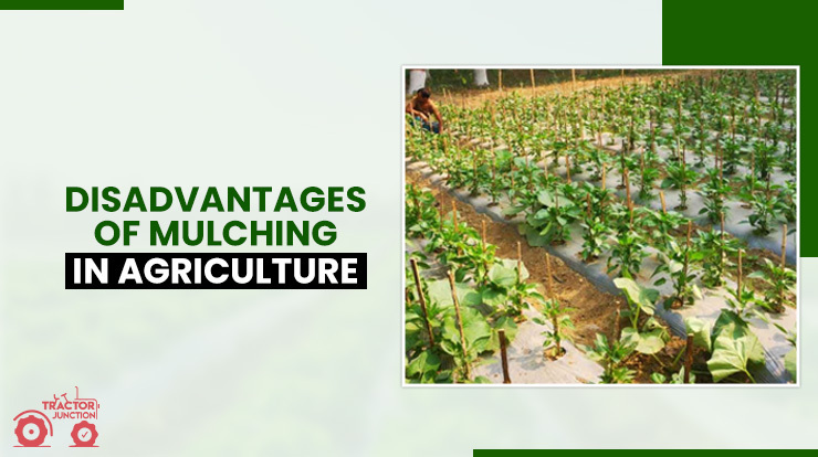 Disadvantages of Mulching in Agriculture
