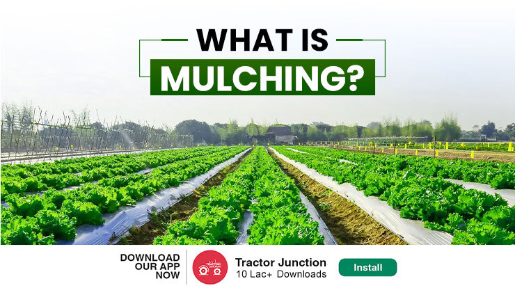 What is Mulching?