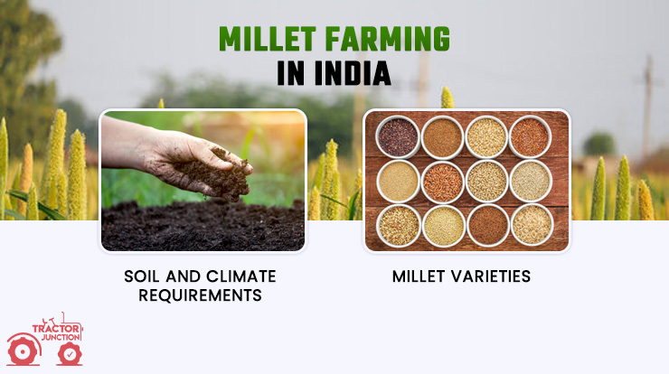 Millet Farming in India